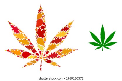 Cannabis mosaic icon designed for fall season. Vector cannabis mosaic is organized from randomized autumn maple and oak leaves. Mosaic autumn leaves in bright gold, brown and red colors.