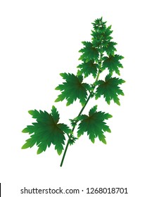The cannabis on a white background.