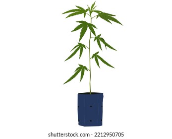cannabis on a white background.