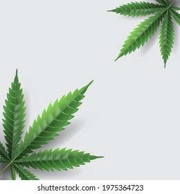 cannabis on white background vector realistic for Poster Template