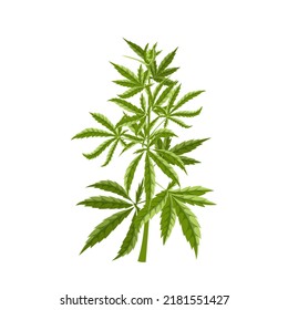 Cannabis Plant Cartoon. Marijuana Hemp Weed, Farm Flower, Medicine Agriculture Cannabis Plant Vector Illustration