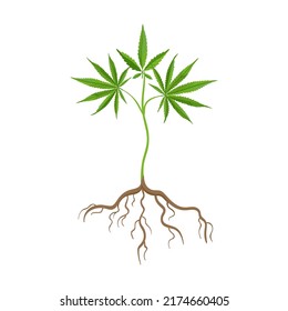 Cannabis Plant Flat Icon. Hemp, Cannabis, Weed Leaves Isolated Vector Illustration Collection. Drug Plant Cultivation