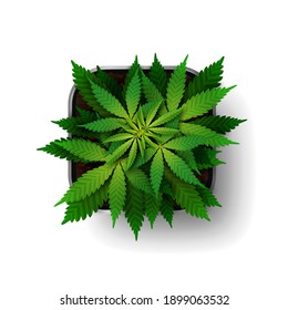 The Cannabis Plant At The Growing Stage Grows In A Square Pot, Top View. Green Marijuana Bush Isolated On White Background