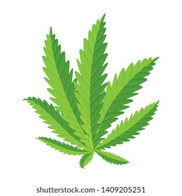 cannabis plant leafs nature icon