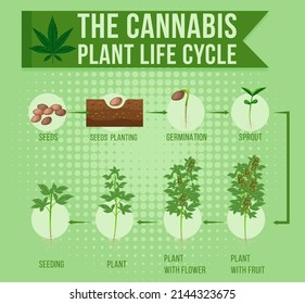 Cannabis Plant Life Cycle Illustration Stock Vector (Royalty Free ...