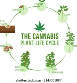 Ilustración del ciclo de vida vegetal de cannabis