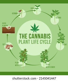 Cannabis Plant Life Cycle Illustration Stock Vector (Royalty Free ...