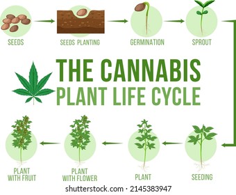 Ilustración del ciclo de vida vegetal de cannabis