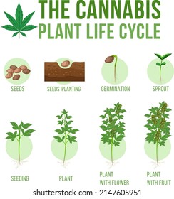 Ilustración del ciclo de vida vegetal de cannabis