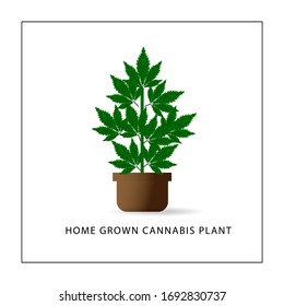Planta de cannabis en un vector de olla