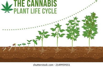 Ilustración del ciclo de vida de la plantación de cannabis