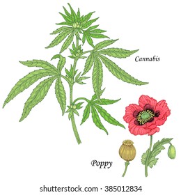 Cannabis, poppy. Set of herbs for alternative medicine. Isolated image plants and flowers on white background. Vector illustration.