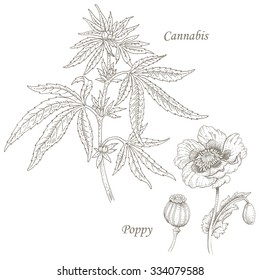 Cannabis, poppy. Set of illustration of medical herbs. Isolated image on white background. Vector.