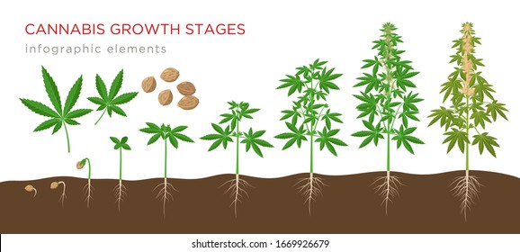 Cannabis sativa growth stages from seeds to mature plant with hemp leaves, flowers and roots - infographic elements isolated on white background.
