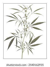 Cannabis sativa, hand-painted floral and botanical painting, hand-painted herbal painting, natural herbs.