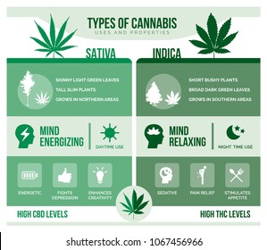 Cannabis Sativa And Cannabis Indica: Differencies And Health Benefits Infographic