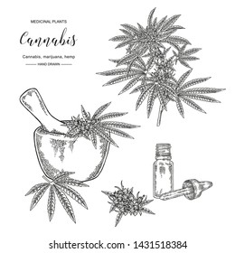 Cannabis sativa or cannabis indica plant. Marijuana leaves and seeds. Medical and cosmetic herbs. Botanical vector illustration. Black and white.