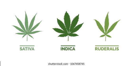 Cannabis sativa, indica and ruderalis leaves on white background