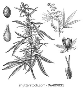 187 Vintage Art Print//Poster Botanical Herb Medicinal Cannabis//Sativa