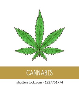 Cannabis. Sheet. Sketch. Color. Logo