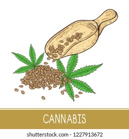 Cannabis. Sheet. Spoon with seeds. Set. Sketch. Color.