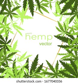 Cannabis square frame isolated on white background with a gold frame inside. Can be used as a template for a label or product cover with hemp. Vector eps10