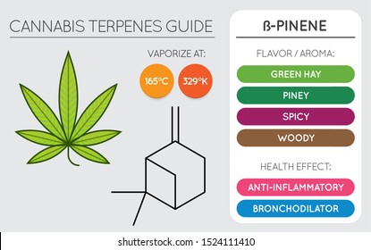 Cannabis Terpene Guide Information Chart. Aroma and Flavor with Health Benefits and Vaporize Temperature. Vector. 