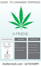 Cannabis Terpene Guide Information Chart. Aroma and Flavor with Health Benefits and Boiling Temperature. Vector.