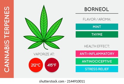 Cannabis Terpene Guide Information Chart. Aroma and Flavor with Health Benefits and Vaporize Temperature. Vector.