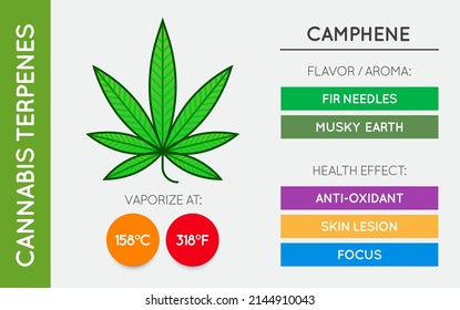 Cannabis Terpene Guide Information Chart. Aroma and Flavor with Health Benefits and Vaporize Temperature. Vector.