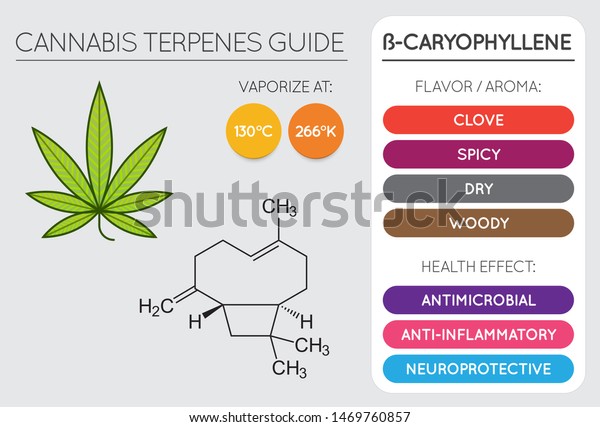 Cannabis Terpene Chart