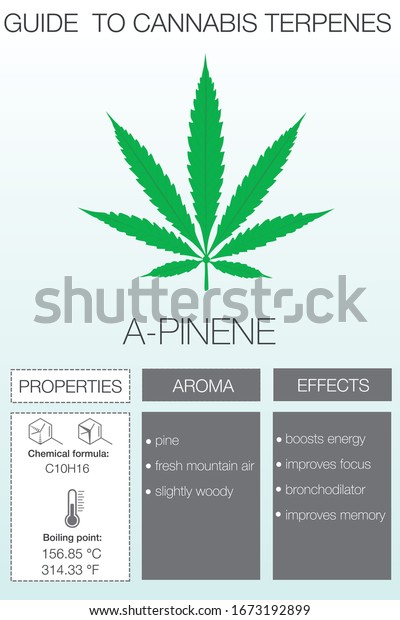 Cannabis Terpene Guide Information Chart Aroma And Flavor With Health 