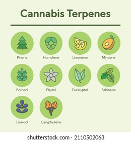 Cannabis Terpenes Linear Color Vector Icon Set