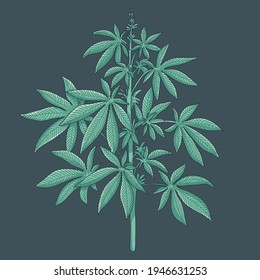 Diseño de la ilustración del árbol de cannabis del vector.