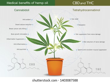 Cannabis tree in a pot  on gray background. Marijauna medical benefitts of hemp oil, vector design.