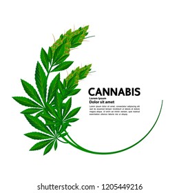 Cannabis vector illustration.