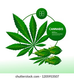 Cannabis vector illustration.