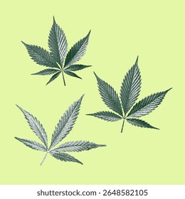 Cannabis, vetor de cannabis, ilustração de cannabis, desenho de linha em fundo verde claro.