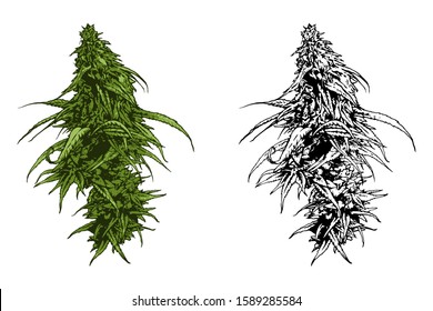 Cannabis vector illustration. Marijuana leafs.