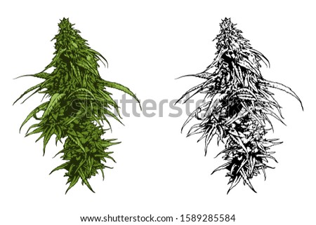 Cannabis vector illustration. Marijuana leafs.