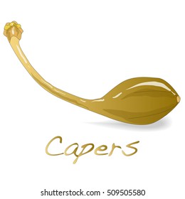 Canned capers vector illustration on white background