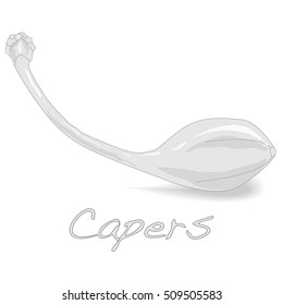 Canned capers vector illustration on white background