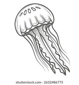 Cannonball Jellyfish Line Art Illustration