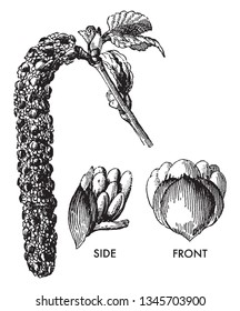 The Canoe Birch is flowering plant. Flowers contain arranged closely along a middle stem. It is commonly known as paper and canoe birch, vintage line drawing or engraving illustration.