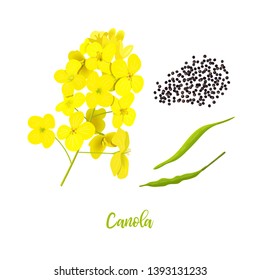 Canola Or Colza. Flowers, Seeds, Leaf. Rapeseed Blossom Isolated On White. Brassica Napus. Blooming Rape Yellow