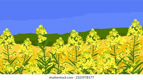 Canola field. Yellow rapeseed sprigs. Rape plants with colza or mustard buds. Vector isolated illustration of yellow flowers.