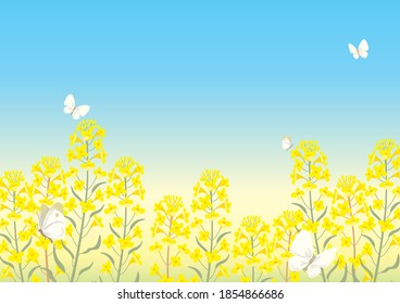 canola flower background, spring image
,vector illustration