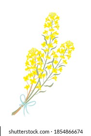 canola flower bouquet, spring image
,vector illustration