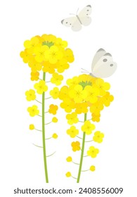 canola flower and cabbage butterfly