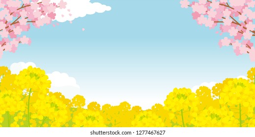 Canola flower and Cherry Blossoms.Spring landscape of illustrations